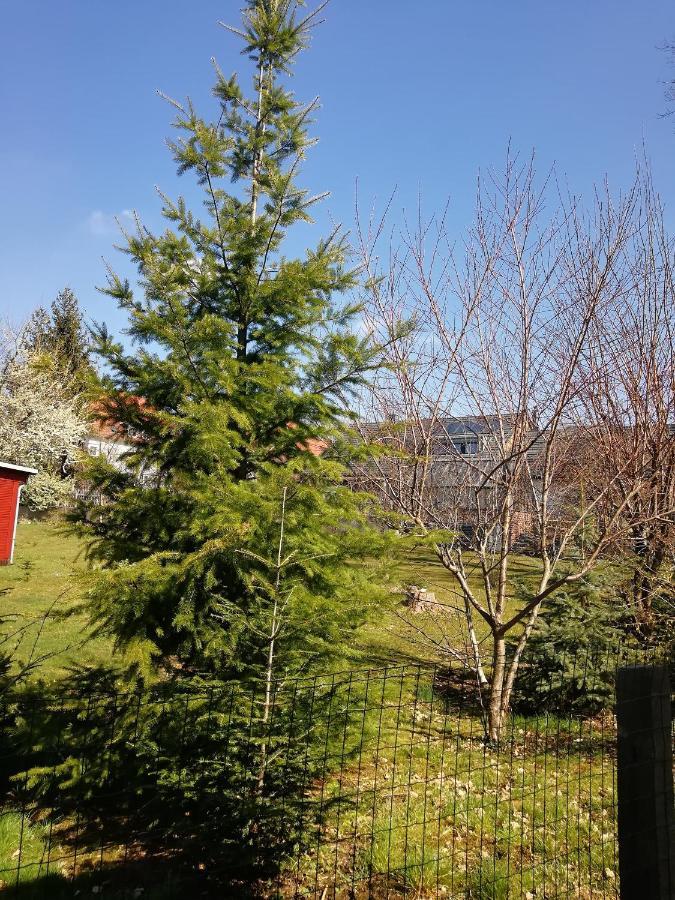 Kleines Studio Im Eichenwaeldchen, 1 Zimmer Kueche Bad Friedrichsgrun Esterno foto